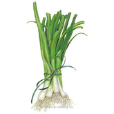 Onion Bunching (white) Lisbon Seeds