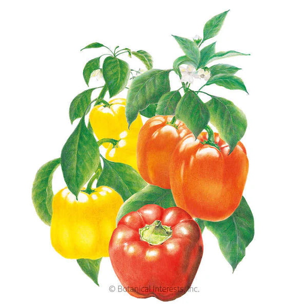 Sweet Bell Pepper Blend (grn/r/y) Seeds