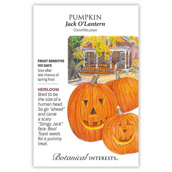 Pumpkin Jack O'Lantern Seeds