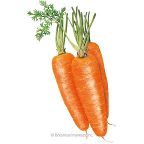 Carrot Shin Kuroda Seeds