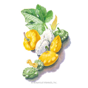 Squash Summer Scallop Blend Seeds