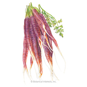 Carrot Cosmic Purple Seeds