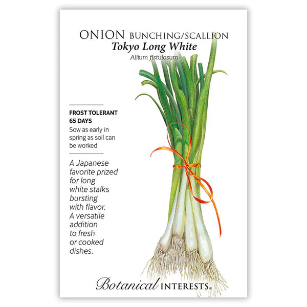 Onion Bunching (white) Tokyo Long Seeds