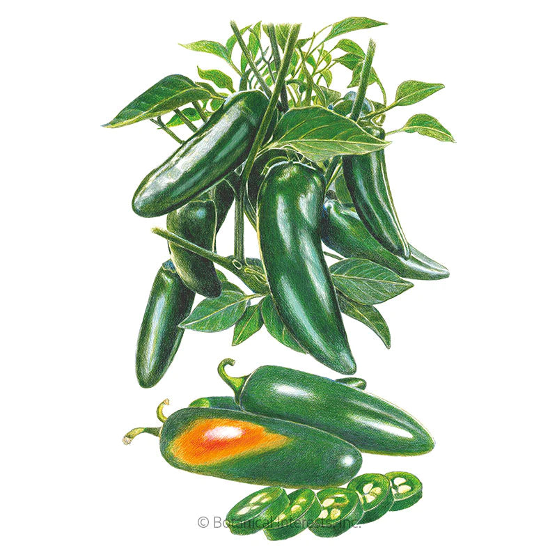 Pepper Chile Jalapeno Megatron Hybrid Seeds