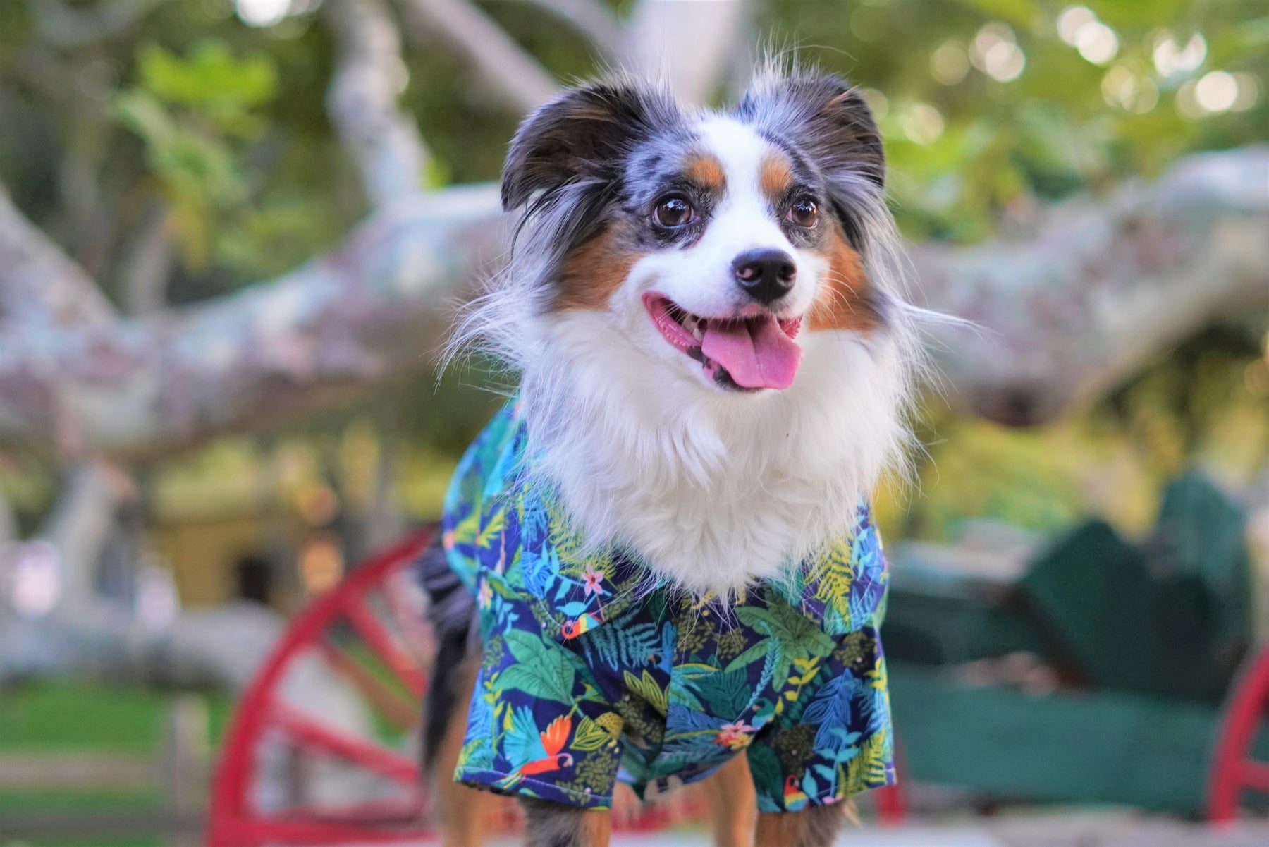 Dog T-Shirt Amazonia Camp