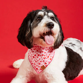 Bandana Dog Heart Throb