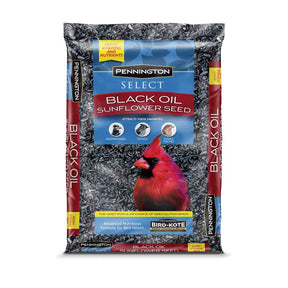 Black Oil Sunflower Seed