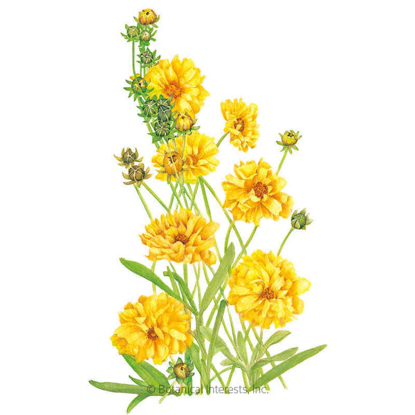 Coreopsis Double Sunburst Seeds