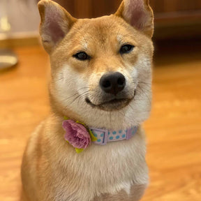 Pastel Purple | Soft Touch Dotted Velvet Dog Collar