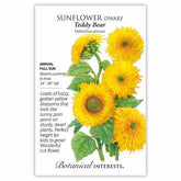 Sunflower Dwarf Teddy Bear Seeds