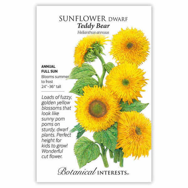 Sunflower Dwarf Teddy Bear Seeds