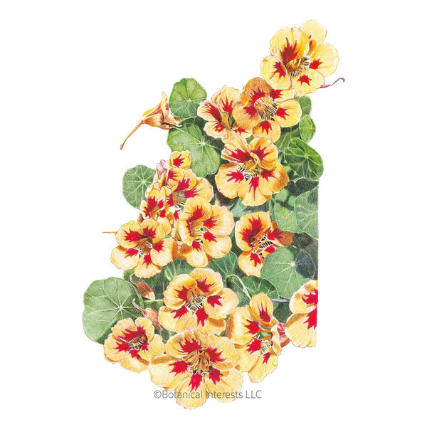 Nasturtium Peach Melba Seeds