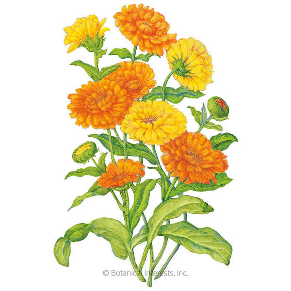 Calendula Resina Organic Seeds