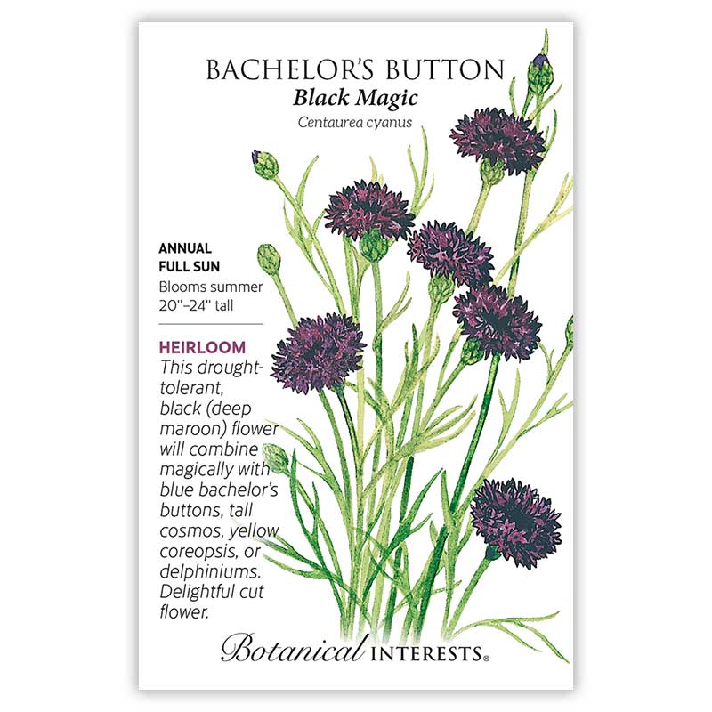 Black Magic Bachelor's Button Seeds