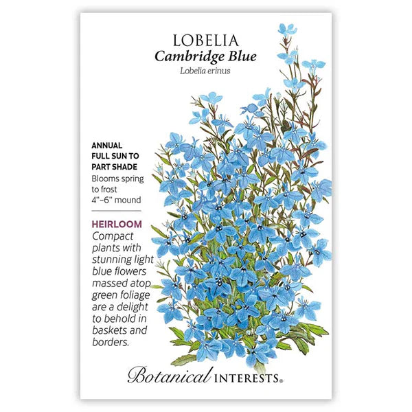 Lobelia Cambridge Blue Seeds