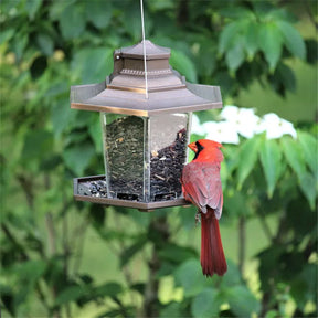 More Birds - Metal Hopper Bird Feeder