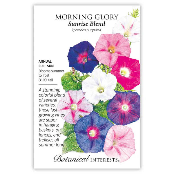 Morning Glory Sunrise Blend Seeds