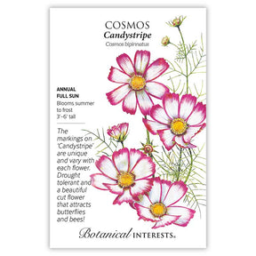 Candystripe Cosmos Seeds