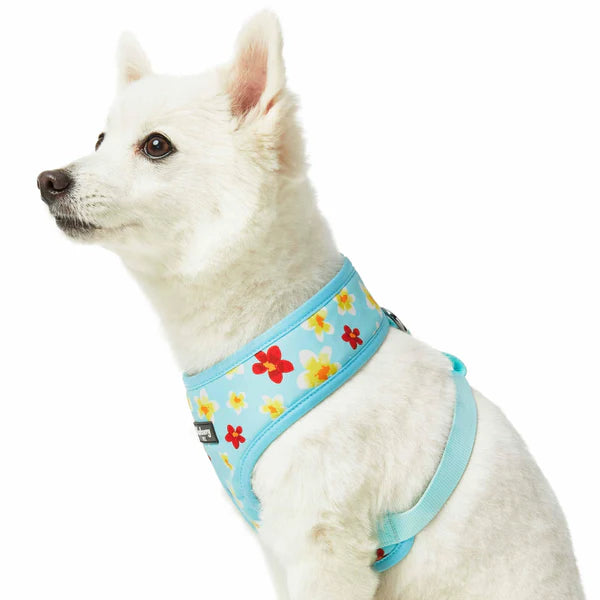 Celeste Blue | Tropical Yellow Plumeria Flower Dog Harness Vest