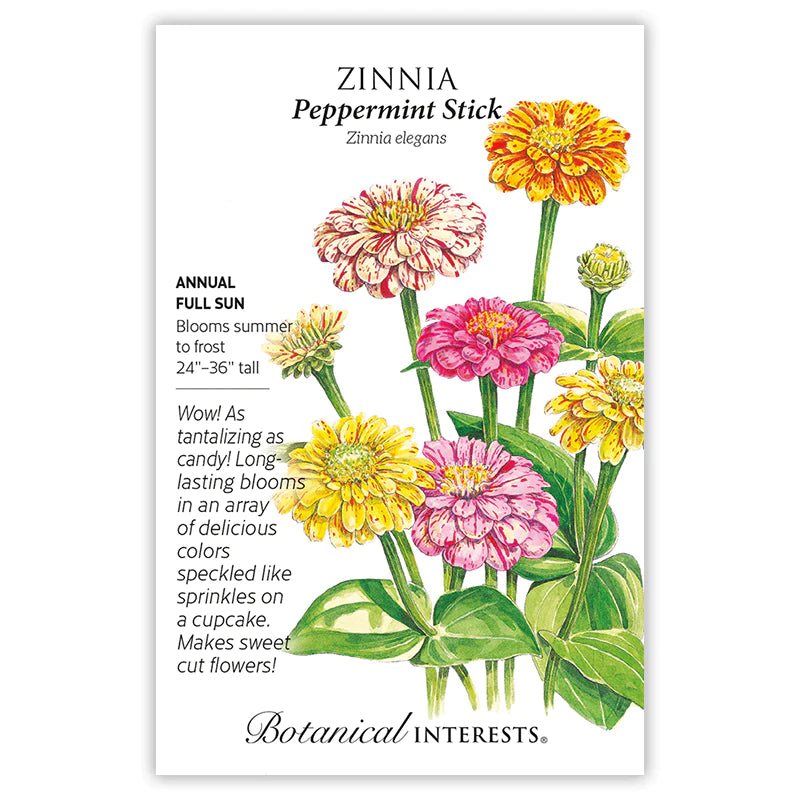 Zinnia Peppermint Stick Seeds