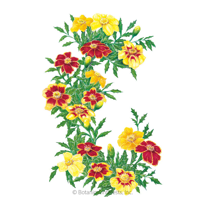 Marigold French Favorite Blend Seeds