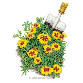 Marigold French Naughty Marietta Seeds