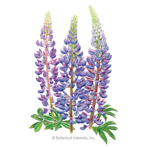 Bluebonnet Sundial Lupine Seeds