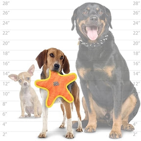 DuraForce Star Durable Squeak Toy