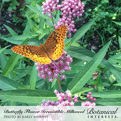 Milkweed Irrestible Blend Seeds