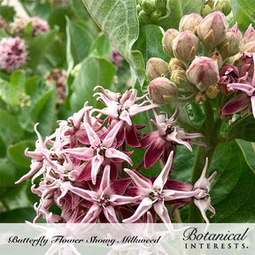 Milkweed Showy Seeds