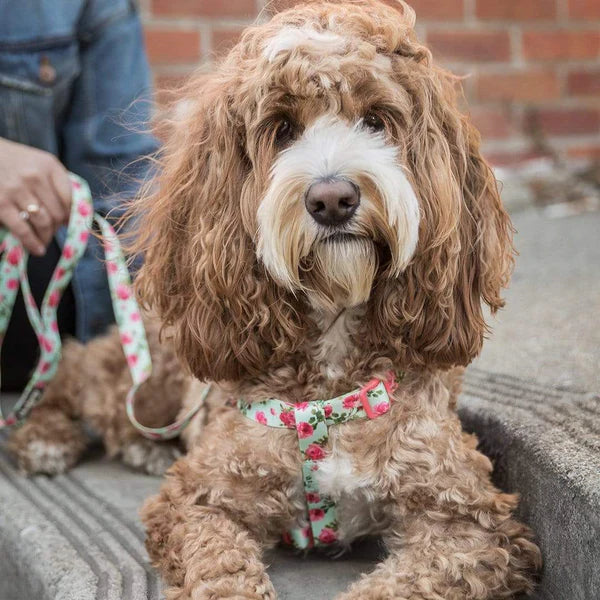 Turquoise | Petal Paws Floral Dog Harness