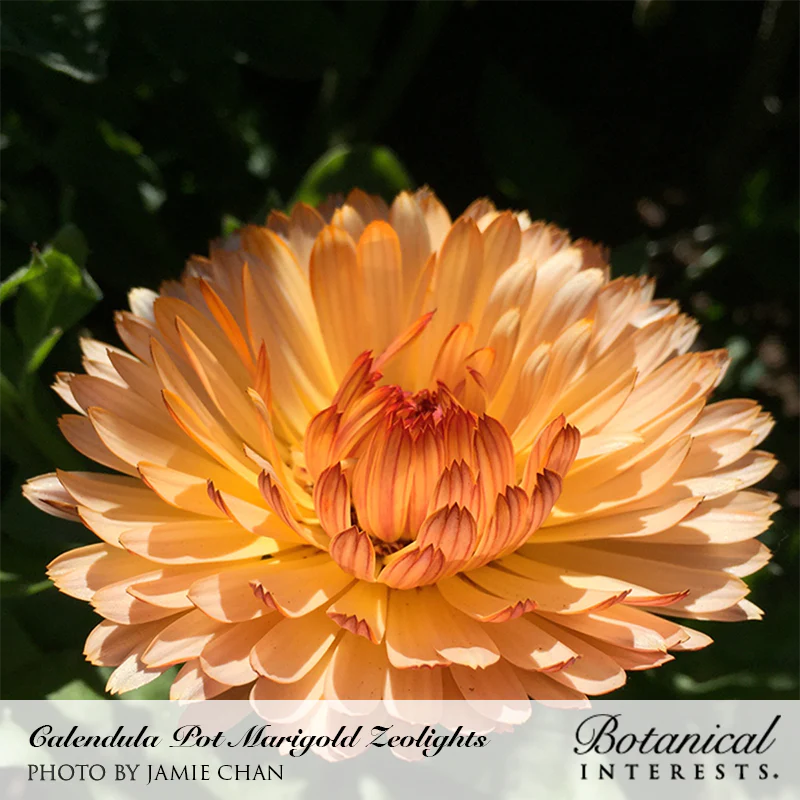 Calendula Zeolights-Pot Marigold Organic Seeds