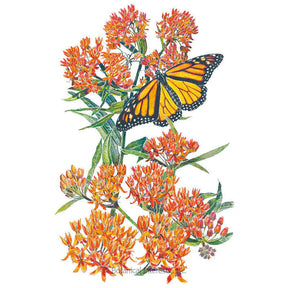 Milkweed Butterfly Flower Seeds