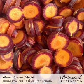 Carrot Cosmic Purple Seeds