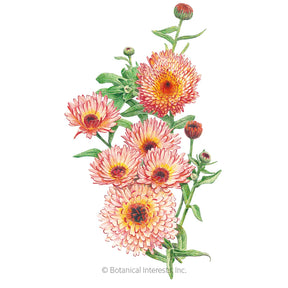 Calendula Zeolights-Pot Marigold Organic Seeds