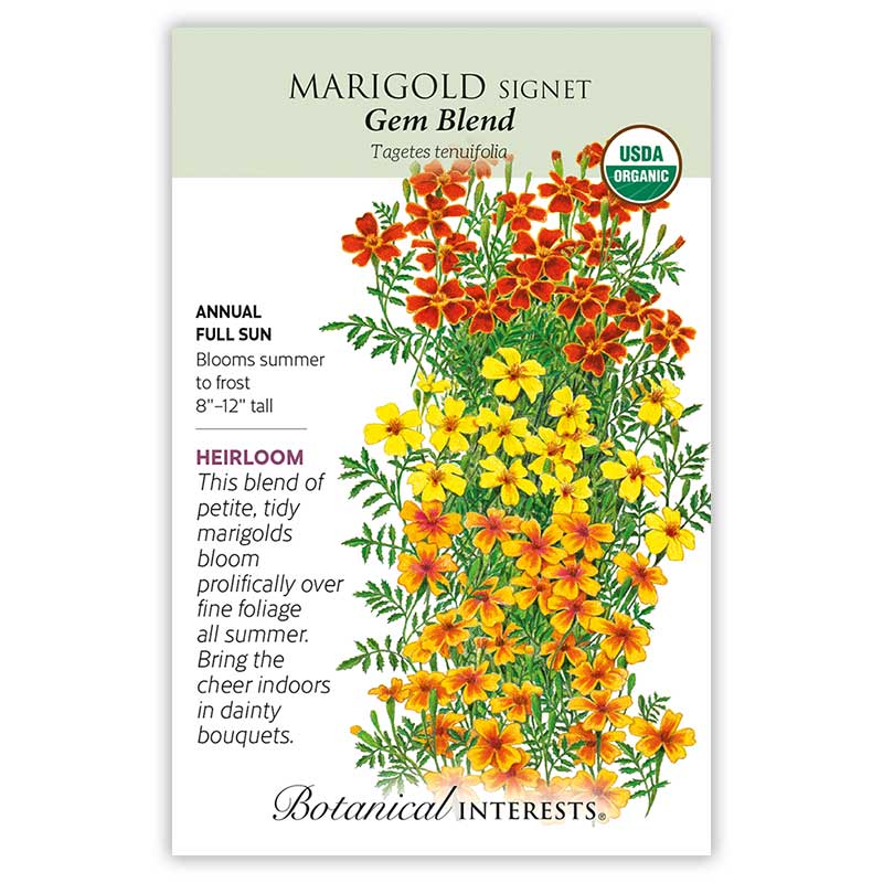 Marigold Signet Gem Blend Organic Seeds