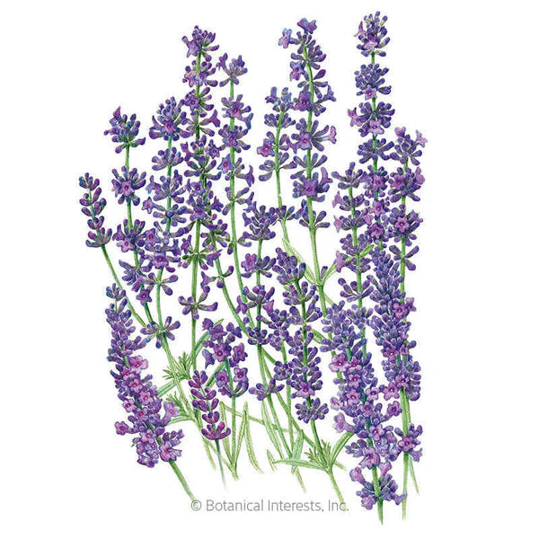 Lavender Dwarf Munstead Organic Seeds