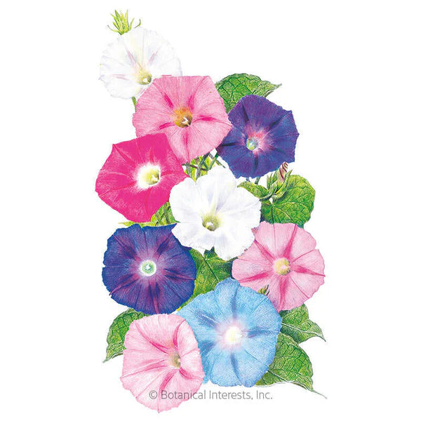 Morning Glory Pinwheel Blend Seeds