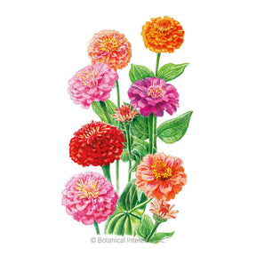 Lilliput Zinnia Seeds