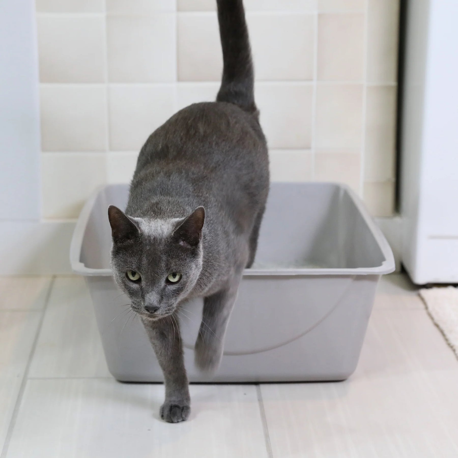 Petmate Cat Litter Pan