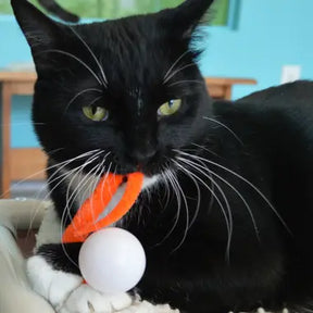 Dezi & Roo - Cat Toy Wiggly Pong