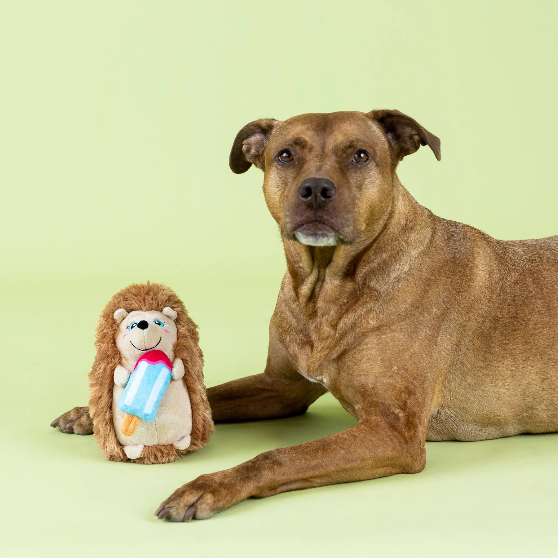 Petshop by Fringe Studio - Dog Toy Be Cool Be Hedgy