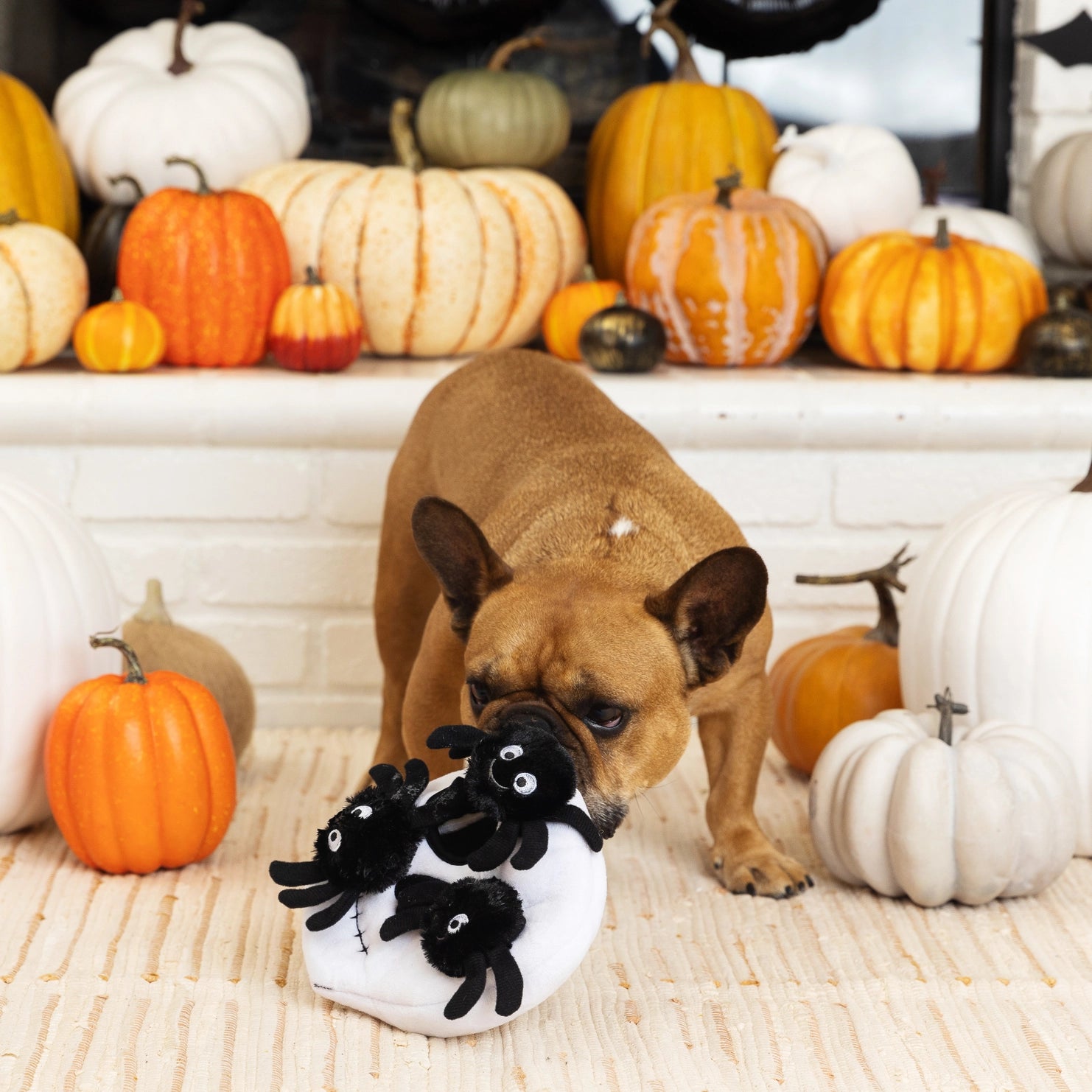 Petshop by Fringe Studio - Skull w/ Spiders Burrow Toy