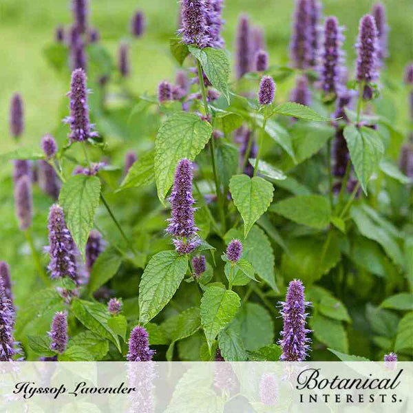 Hyssop Anise Seeds