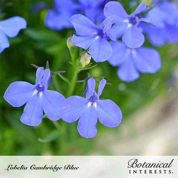 Lobelia Cambridge Blue Seeds