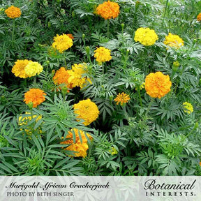 Marigold African Crackerjack Seeds