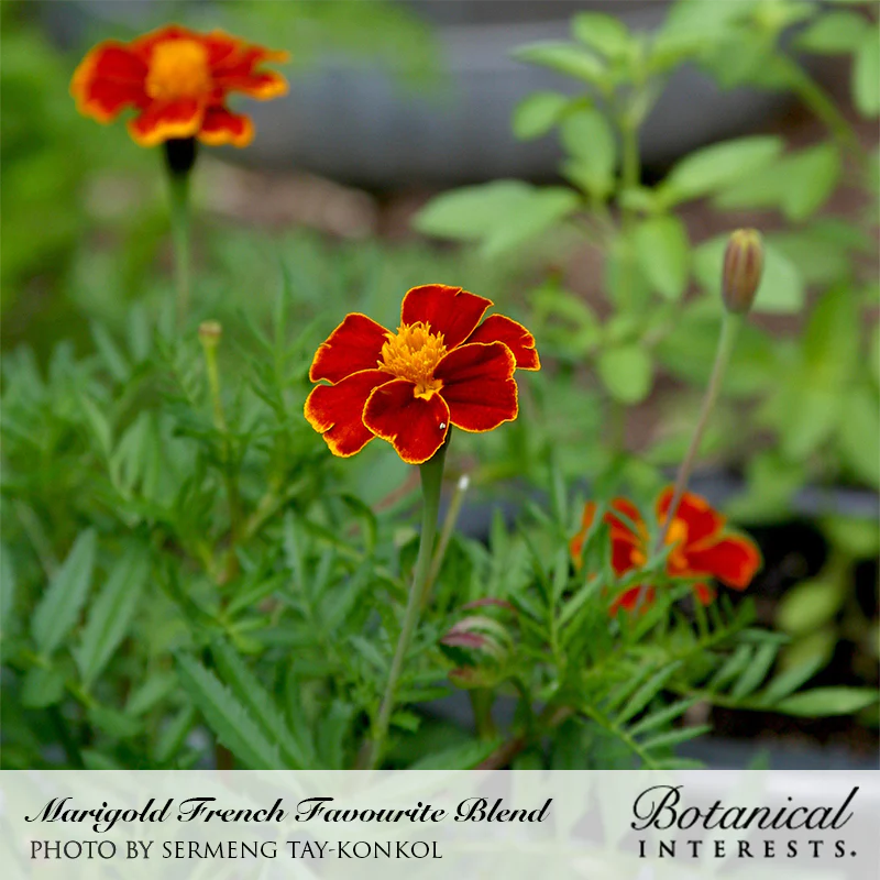 Marigold French Favorite Blend Seeds