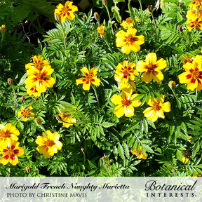 Marigold French Naughty Marietta Seeds