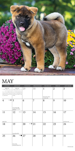 2025 Akitas Calendar