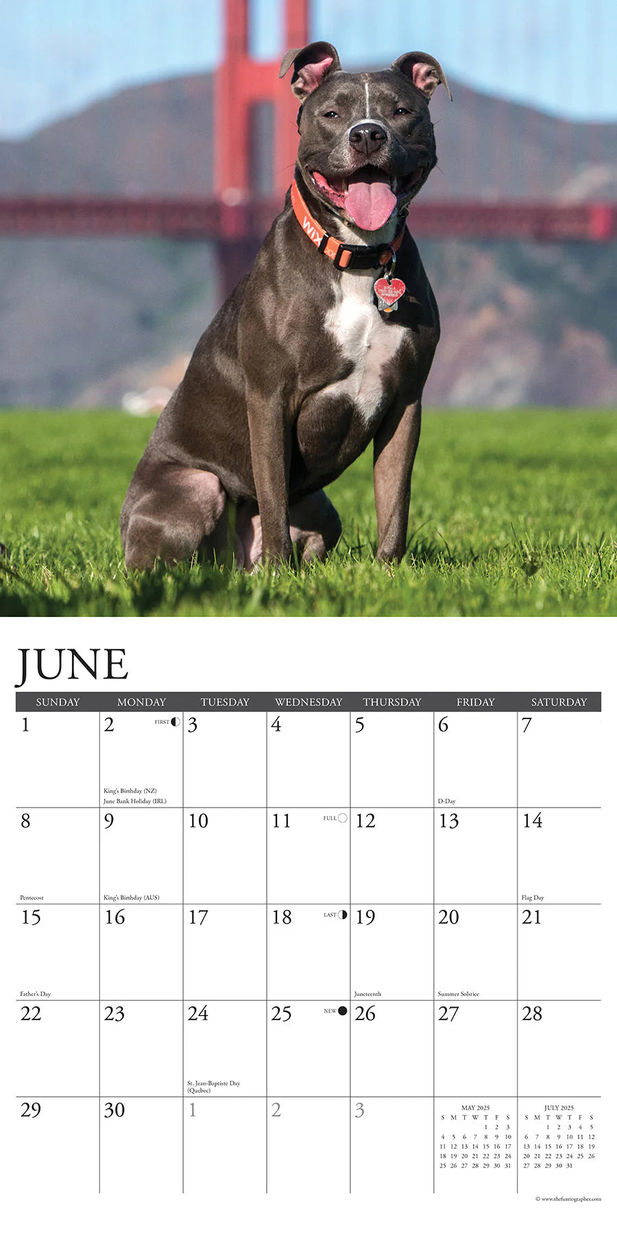 2025 American Pit Bull Terrier Calendar